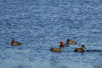 Redheads