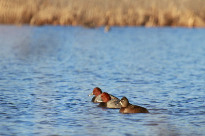 Redheads and Ring-necked Duck
