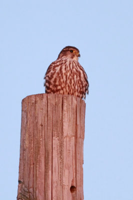 Merlin at Sunset