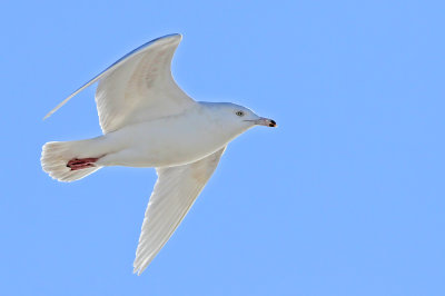 3rd cycle Glaucous Gull