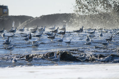 Gullaceous!