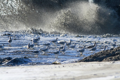 Gullaceous!