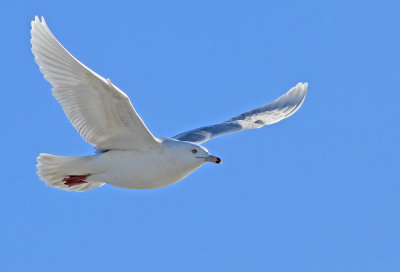 3rd cycle Glaucous Gull