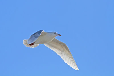 3rd cycle Glaucous Gull