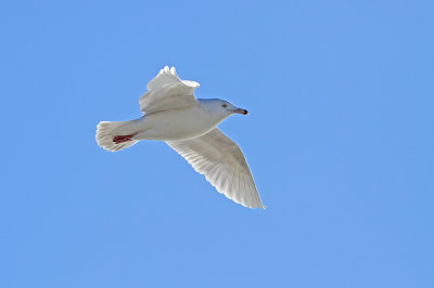 3rd cycle Glaucous Gull