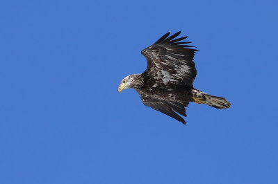 Immature Bald Eagle