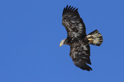 Immature Bald Eagle
