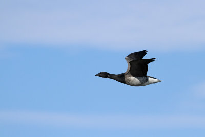 Atlantic Brant
