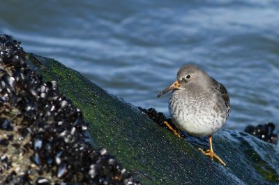 Purple Sandpiper