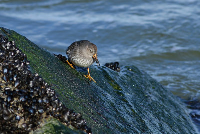 Purple Sandpiper