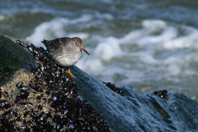 Purple Sandpiper
