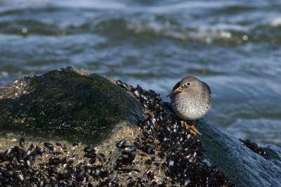 Purple Sandpiper