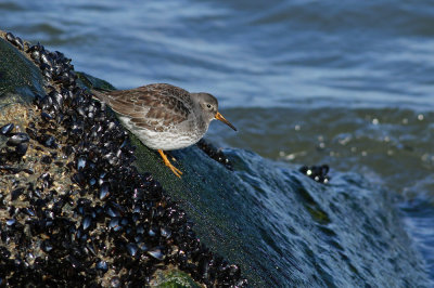 Purple Sandpiper