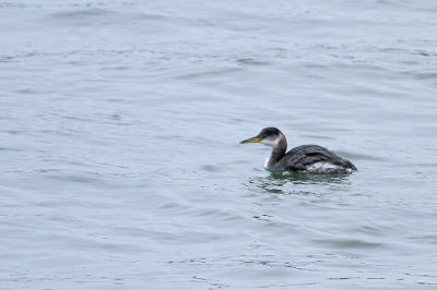 Red-necked Grebe