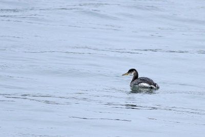 Red-necked Grebe