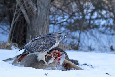 Red-tailed Hawk with White-tailed Deer