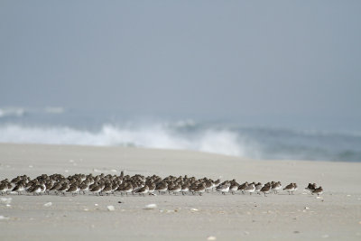 Dunlin/Sanderlings
