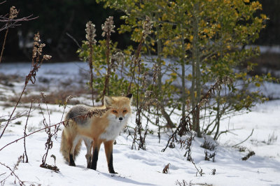 Red Fox