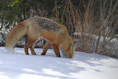 Red Fox