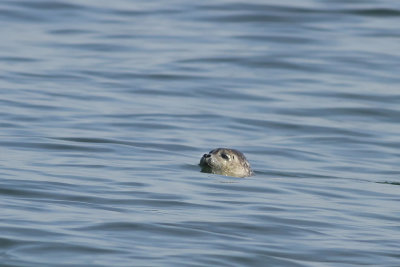 Harbor Seal