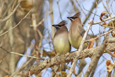 Cedar Waxwings