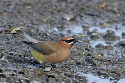 Cedar Waxwing