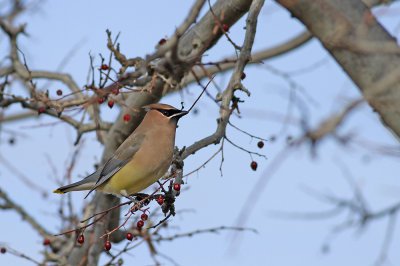 Cedar Waxwing