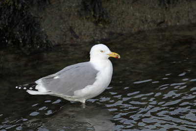 Herring Gull 