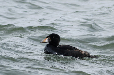 Surf Scoter