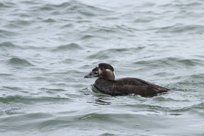 Surf Scoter