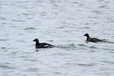 White-winged Scoters