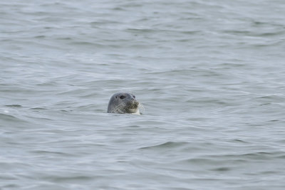 Harbor Seal