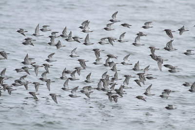 Purple Sandpipers