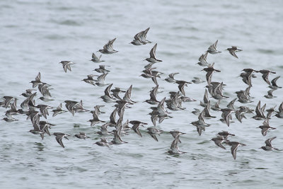 Purple Sandpipers