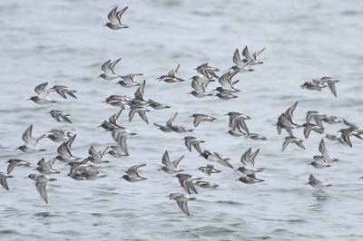 Purple Sandpipers