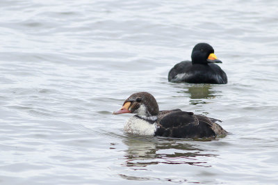 King Eider (imm. male) and Black Scoter