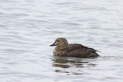 King Eider (female-Queen Eider?)