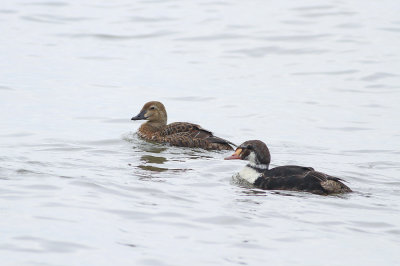 King Eiders