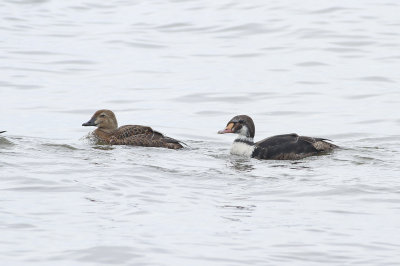 King Eiders