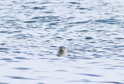 Harbor Seal