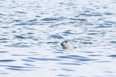 Harbor Seal