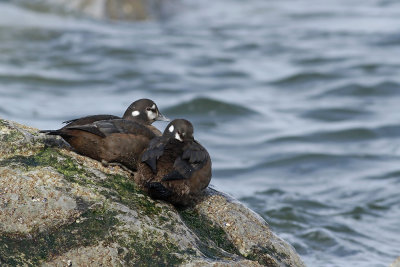 Harlequin Ducks