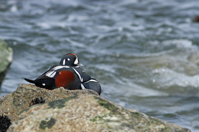 Harlequin Ducks