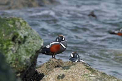 Harlequin Ducks