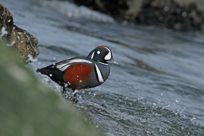 Harlequin Duck