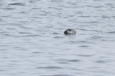 Harbor Seal