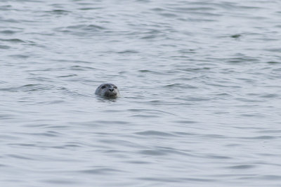 Harbor Seal