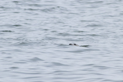 Harbor Seal