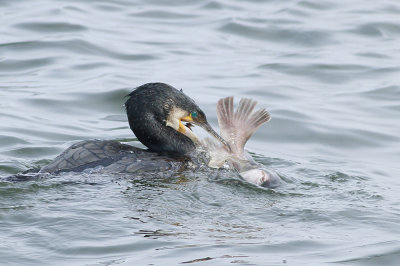 Great Cormorant