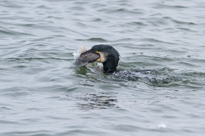 Great Cormorant